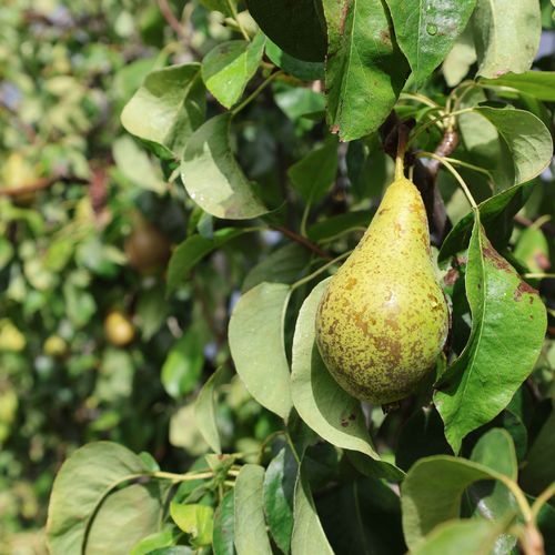 Mansfield Comice Pear