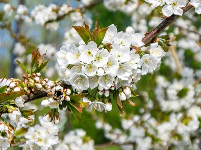 Cherry Blossom and Bee