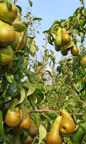 TAYLOR'S GOLD PEARS — Earl's Organic Produce