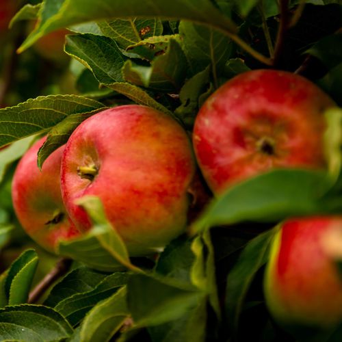 Mansfields Empire Apples