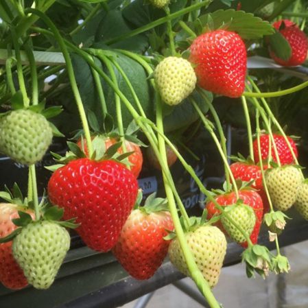 Mansfields Driscoll's Katrina Strawberries